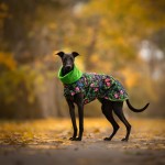 Zimowa kurtka dla psa smoki i róże z zielenią