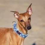 Obroża Błękitne kafelki