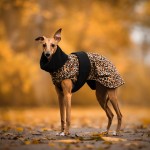 Kurtka zimowa pantera klasyczna