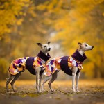 Kurtka zimowa złota jesień 