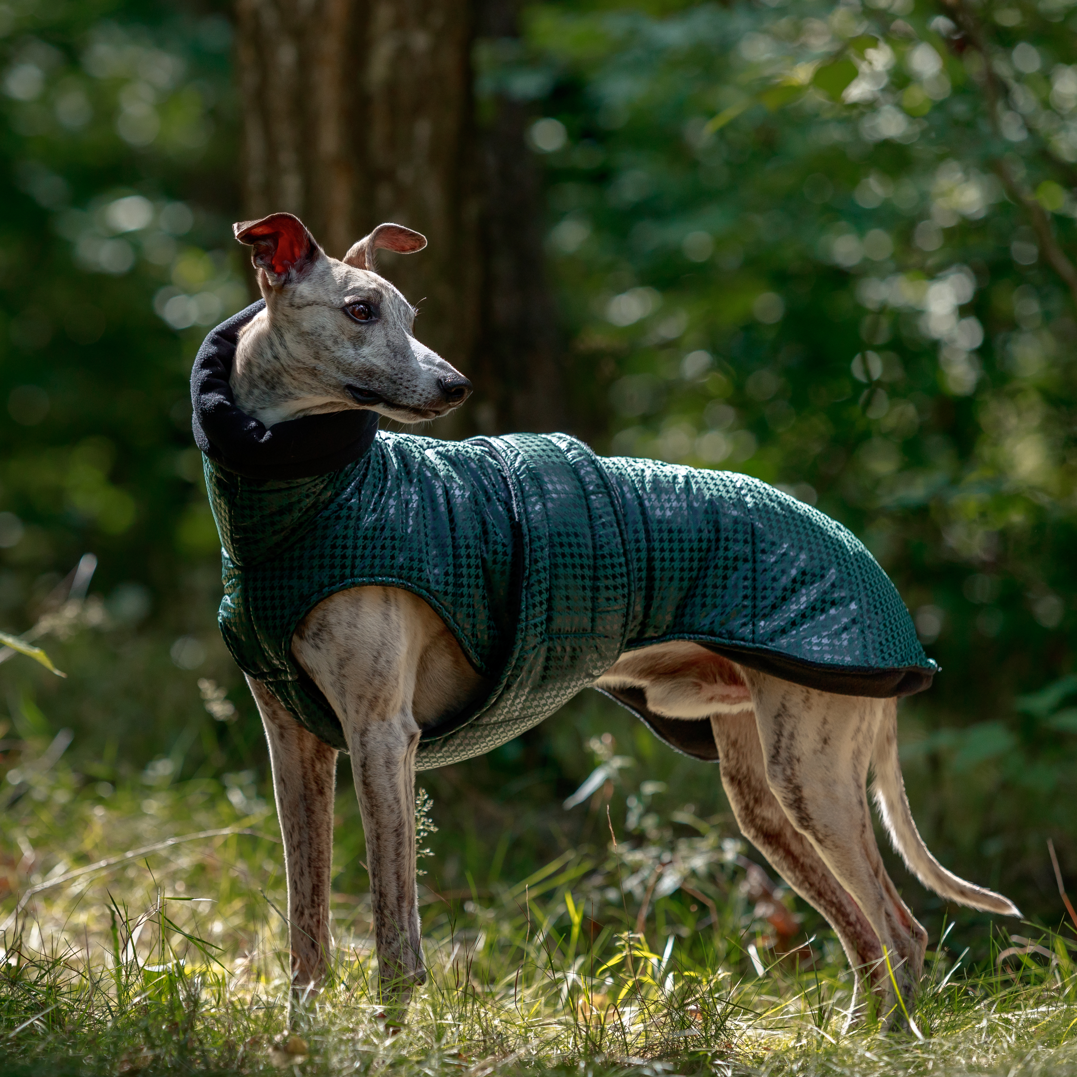 Whippet w kurtce